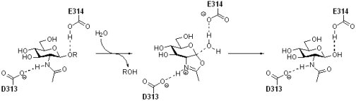 N-Acetyl-hexosaminidases